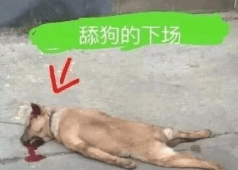 那个我爱的女孩 电脑正式完结版,已填完坑,舔狗一样的生活